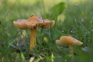 雨后草地野蘑菇精美图片