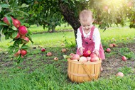 小女孩苹果园摘苹果精美图片