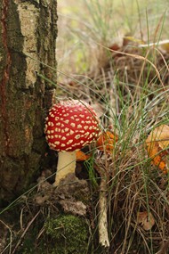 野生毒菌蘑菇高清图片