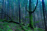 原始森林树木高清图片