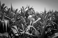 玉米地美女黑白摄影精美图片