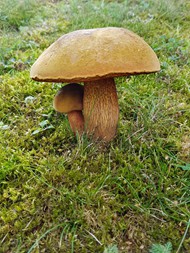 食用牛肝菌蘑菇高清图片
