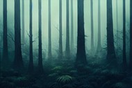 迷雾森林唯美意境高清图片