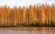 秋天唯美白桦林高清图片