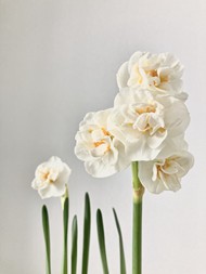白色素雅水仙花高清图片