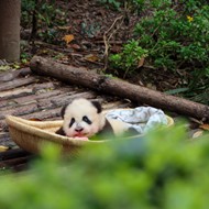 成都动物园大熊猫精美图片
