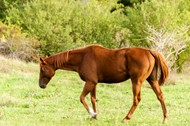 草地棕色马匹高清图片