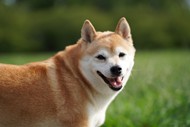 高清可爱日本柴犬高清图片