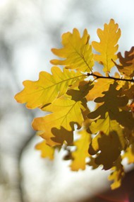 秋天橡树叶子精美图片