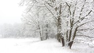 冬季雾凇唯美意境图片下载