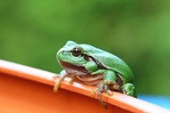 绿色树蛙图片下载