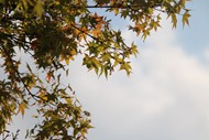 秋天天空枫叶高清图片
