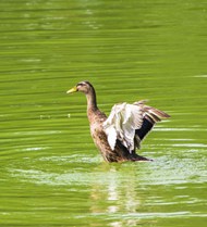 水中自由嬉戏的野鸭图片下载