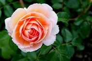 粉色玫瑰花观赏植物高清图片
