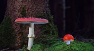 红色菌类蘑菇高清图片
