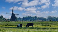 荷兰牧场风车奶牛图片大全