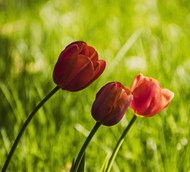草地盛开的红色郁金香花图片大全