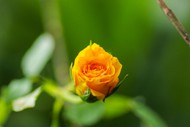 黄色玫瑰花蕾图片