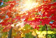 秋天枫树叶图片
