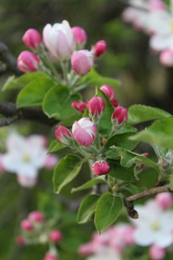 春天苹果树开花图片下载