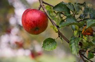 苹果树上的红苹果高清图片