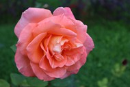 粉色月季玫瑰高清图片