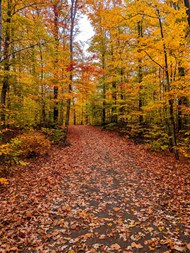 秋天森林美景图片下载
