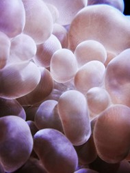 海藻类细胞图片下载