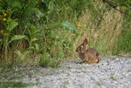 路边觅食小野兔图片下载