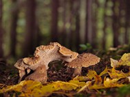 森林野生树菇高清图片