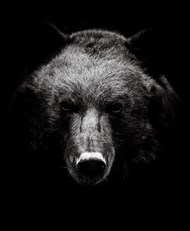 野生保护动物黑色棕熊精美图片