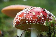 硕大的野生毒蘑菇精美图片