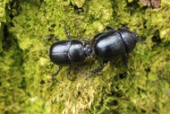 黑色粪甲虫高清图片