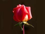 玫瑰花单朵精美图片
