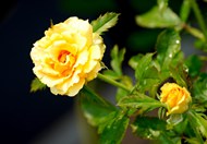 黄色蔷薇玫瑰花高清图片