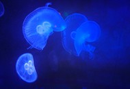 蓝色深海发光水母高清图片