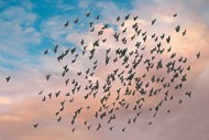 天空飞过一群鸽子的图片下载