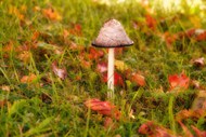 大自然野生蘑菇精美图片