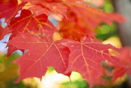 初秋红色枫树叶精美图片