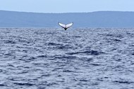 大海座头鲸图片下载
