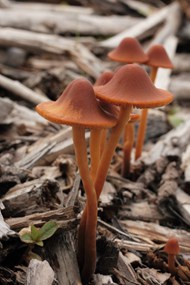 盘状真菌蘑菇精美图片