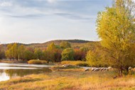 秋天河边草地羊群风景图片下载