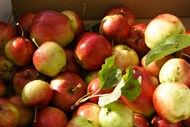 秋天果园丰收的苹果图片大全