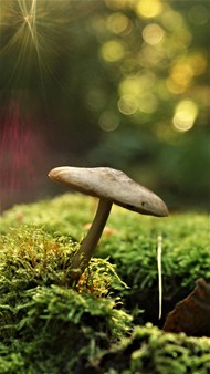 秋天野生苔藓蘑菇图片