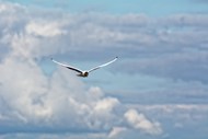 高空展翅翱翔的热带海鸟图片大全