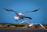 自由飞翔的海鸥图片下载