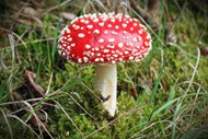 好看的红色毒蘑菇图片下载