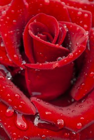 红色玫瑰露珠图片下载