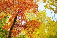 秋天枫树林枫叶图片下载