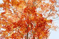 秋天红色枫树高清图片